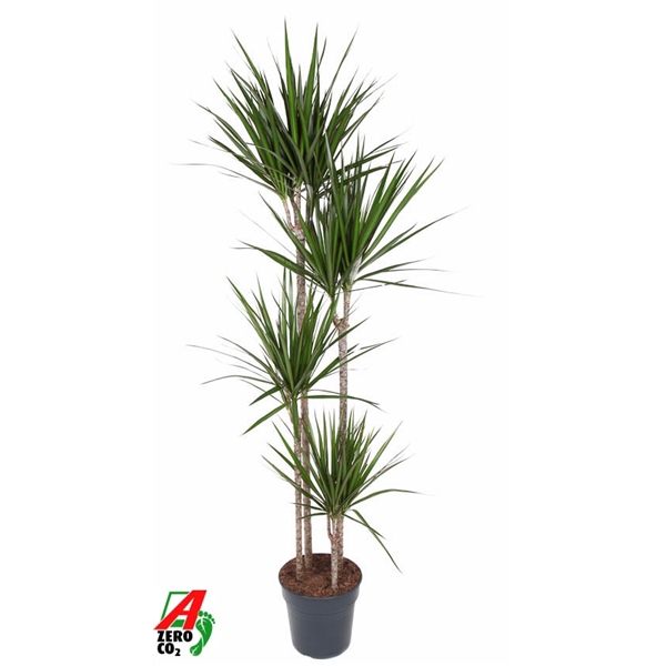 <h4>Dracaena Marginata 120-90-60-30</h4>