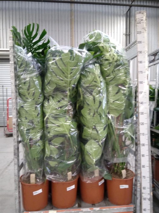 <h4>Monstera delic.</h4>