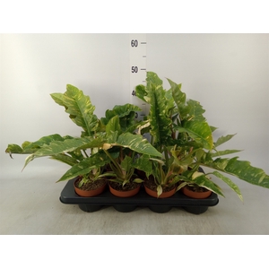 Philodendron  'Ring of Fire'