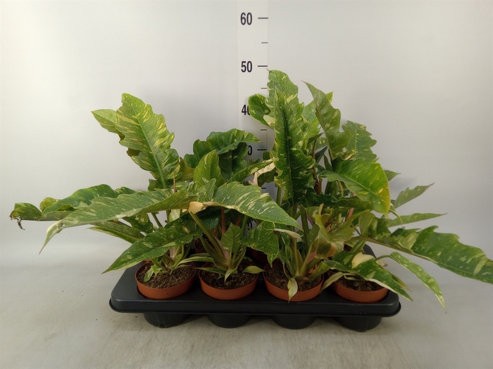 <h4>Philodendron  'Ring of Fire'</h4>