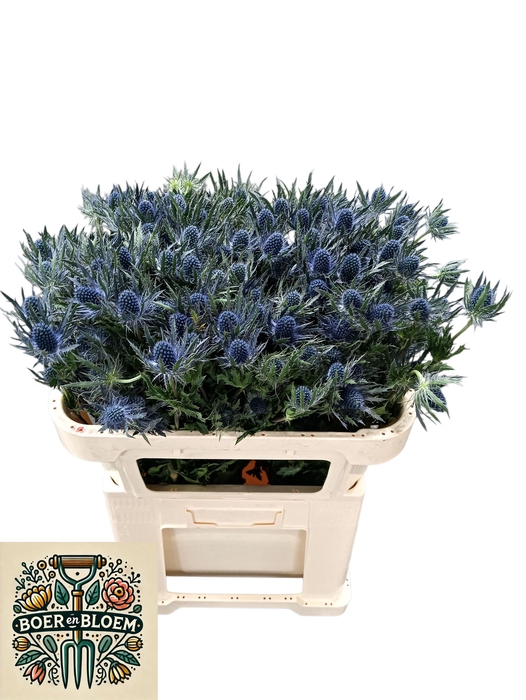 <h4>ERYN A BLUE STAR</h4>