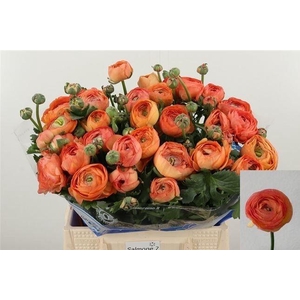 RAN DOLCEVIT SALMONE