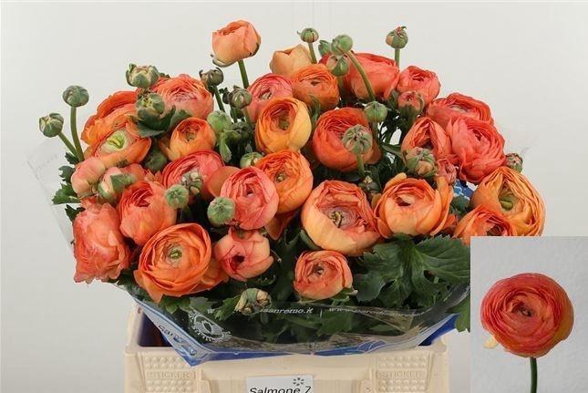 <h4>RAN DOLCEVIT SALMONE</h4>