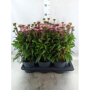 Echinacea purp. 'Mooodz Courage'