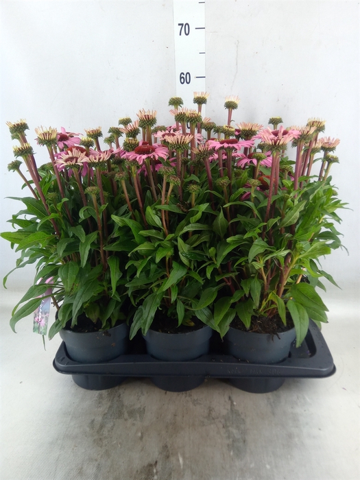 <h4>Echinacea purp. 'Mooodz Courage'</h4>