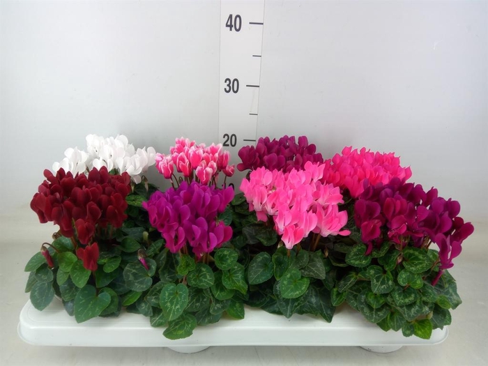 <h4>Cyclamen KL 'Compact'</h4>