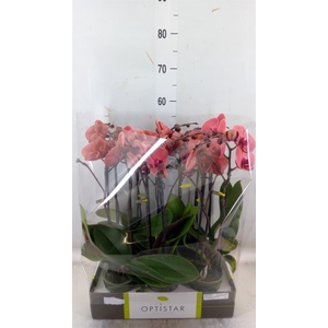 Phalaenopsis   ...orange