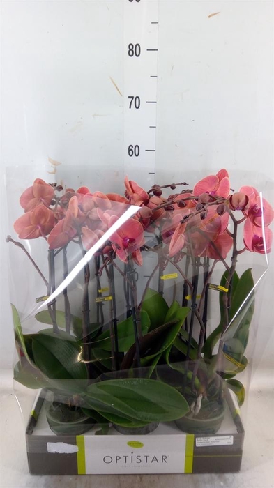 <h4>Phalaenopsis   ...orange</h4>