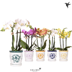 Kolibri Orchids Phalaenopsis mix 3 spike in Malaga pot mix