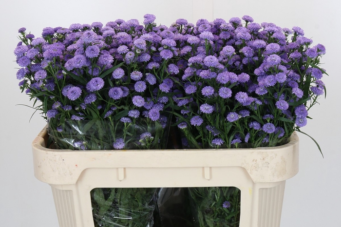 Aster Baby Blue