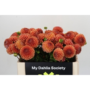 Dahlia Cornel Bronze