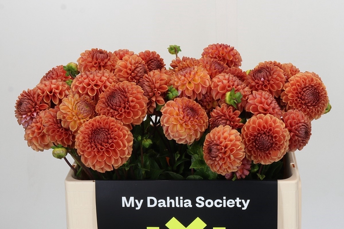 <h4>Dahlia Cornel Bronze</h4>