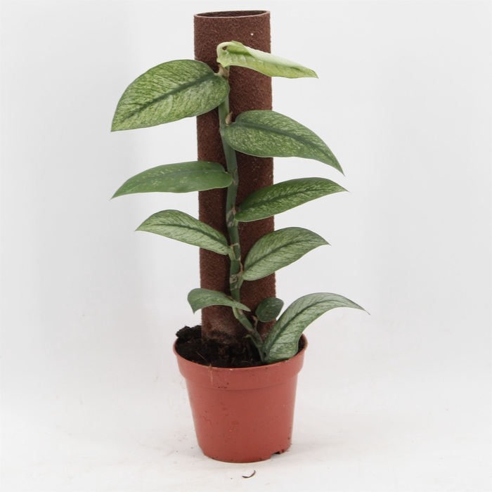 <h4>Planten   ...green L%</h4>