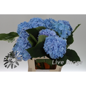 Hydrangea verena blue