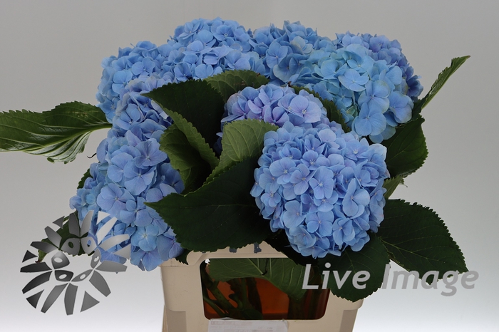 <h4>Hydrangea verena blue</h4>