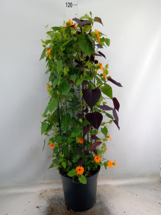 <h4>Thunbergia  'Suzie Orange wEye'</h4>