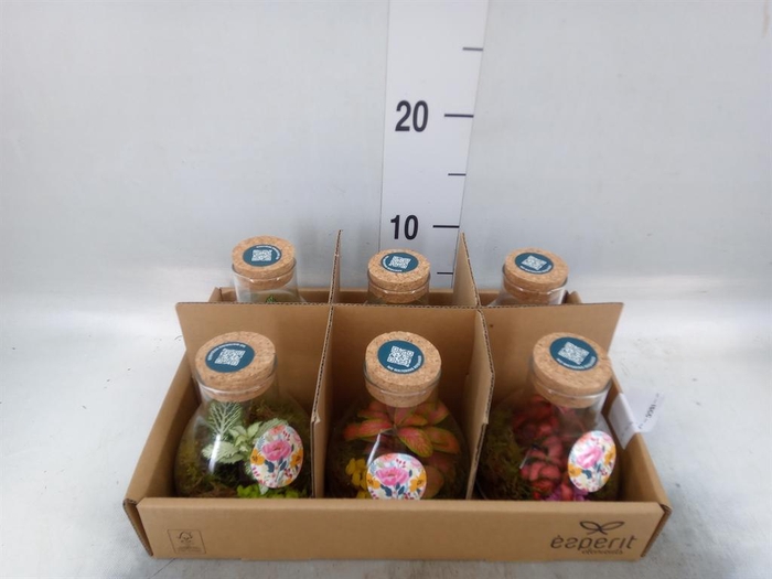 <h4>Arr.    Planten  L%</h4>