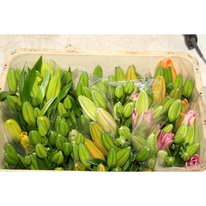LIRIO ASIT VARIADO 080 CM HA 2/3 FLS