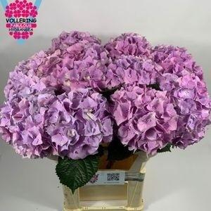 <h4>HYDR M ROY BENEFIT</h4>