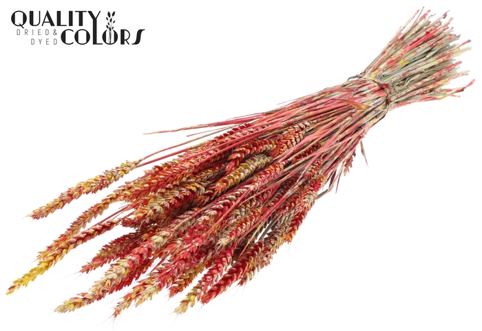 Triticum per bunch Multicolour Red