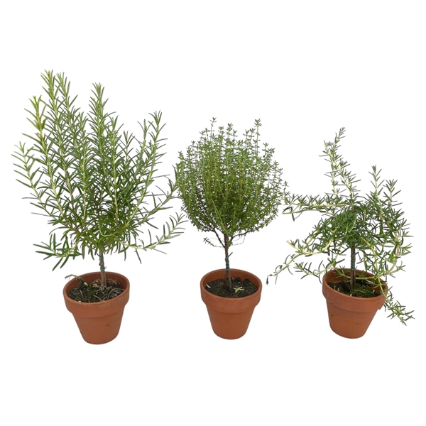<h4>Kruiden mix op stam in terracotta pot</h4>