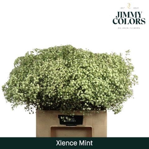 Gyps xlence L60 Mint