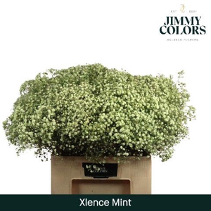 Gyps xlence L60 Mint