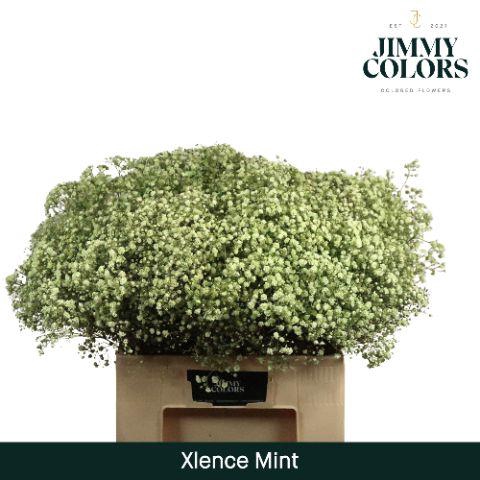 <h4>Gyps xlence L60 Mint</h4>