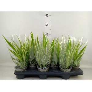 Chlorophytum com.
