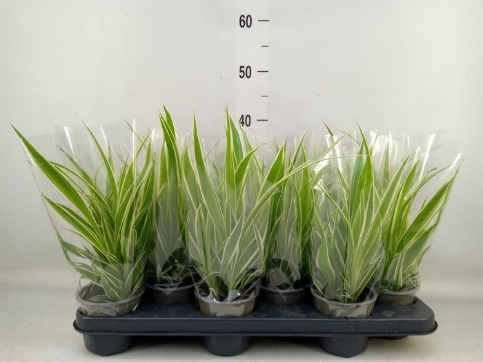 <h4>Chlorophytum com.</h4>