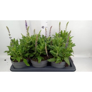 Salvia nemorosa 'Ostfriesland'