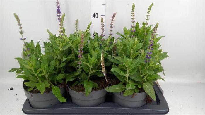 <h4>Salvia nemorosa 'Ostfriesland'</h4>