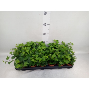 Hedera helix 'Brenda'