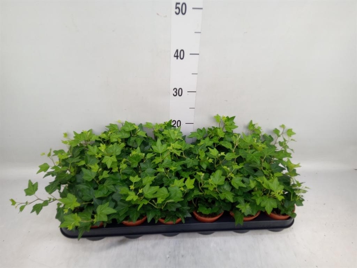 <h4>Hedera helix 'Brenda'</h4>