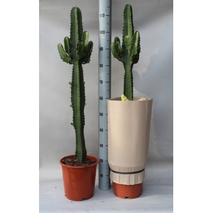 Euphorbia acrurensis (Cites) 24Ø 110cm