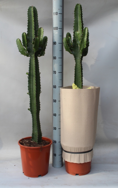 Euphorbia acrurensis (Cites) 24Ø 110cm