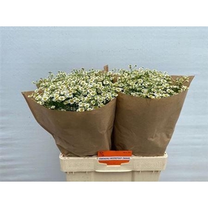 Tana Pa Single Vegmo