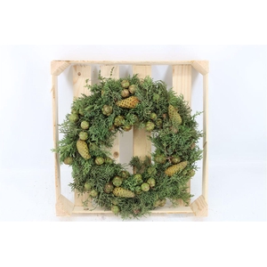Wr Cypresse Pinecone 40cm