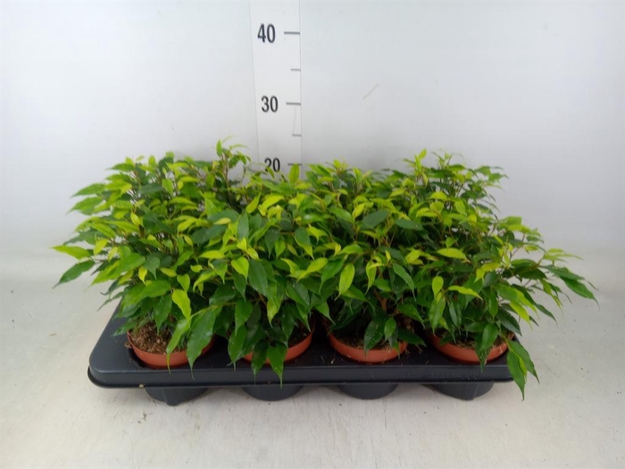 <h4>Ficus benja. 'Green Kinky'</h4>