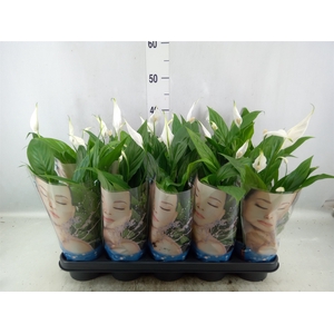 Spathiphyllum  'Korto'