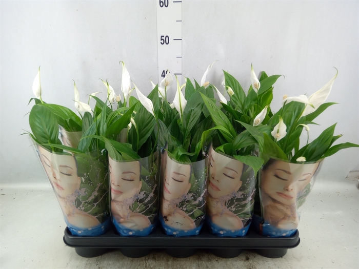 <h4>Spathiphyllum  'Korto'</h4>