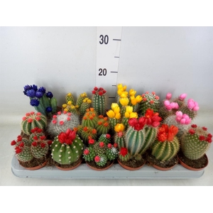 Cactus   ...decorated