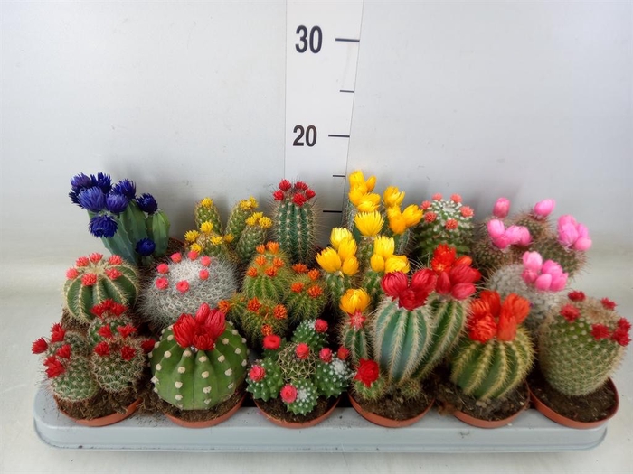 <h4>Cactus   ...decorated</h4>