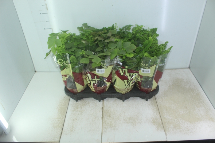 <h4>AVENCA VARIADA P15</h4>