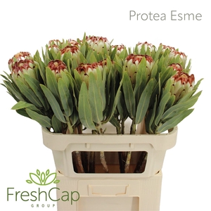 Protea Esme