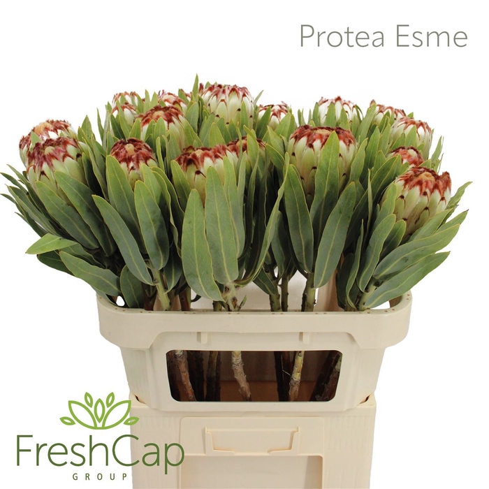 <h4>Protea Esme</h4>