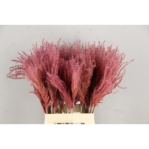 Df Miscanthus 70cm L.pink