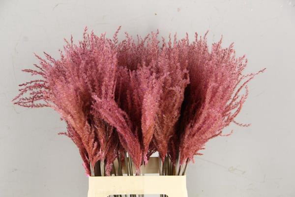 Df Miscanthus 70cm L.pink