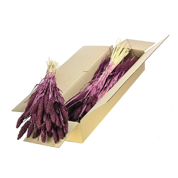 <h4>Setarea Italica Sb Prune</h4>