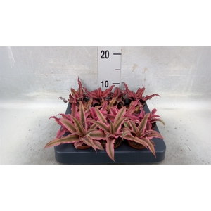 Cryptanthus   ...mix